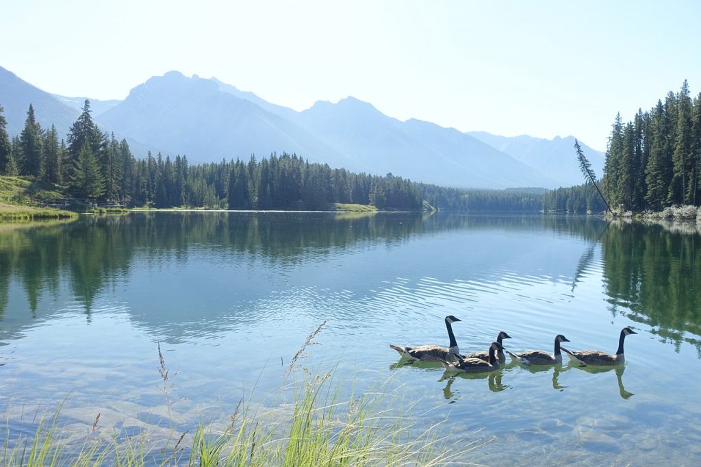 lake, canada, alberta-2520641.jpg