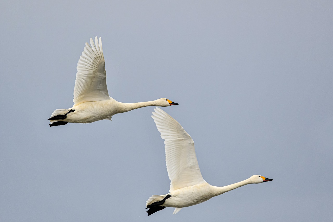 bird, swan, ornithology-7759703.jpg