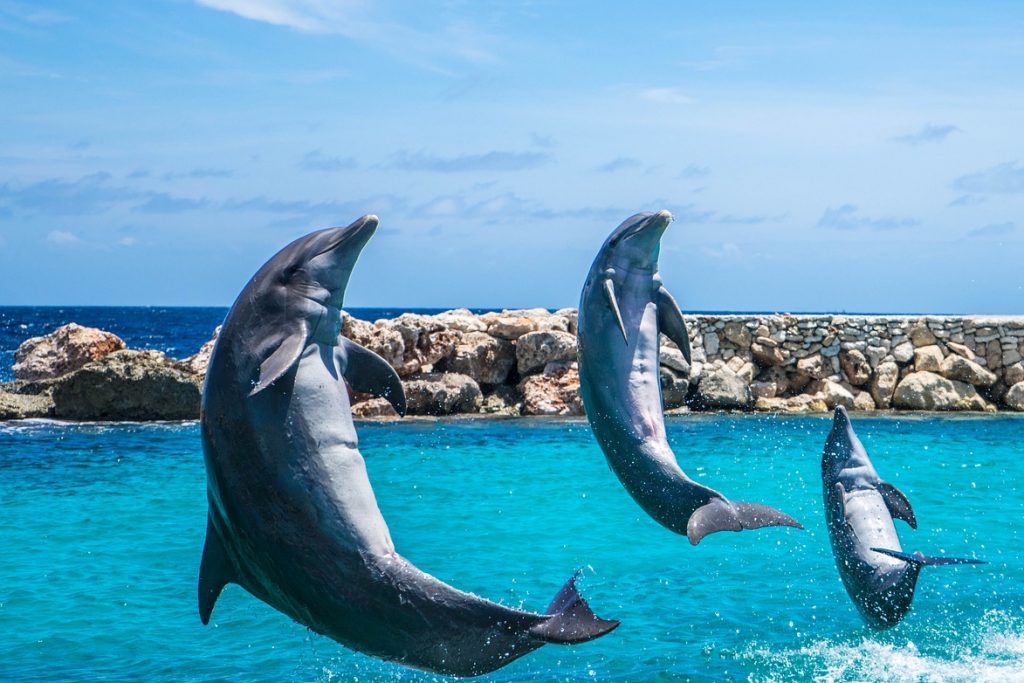 dolphins, aquarium, jumping-906165.jpg