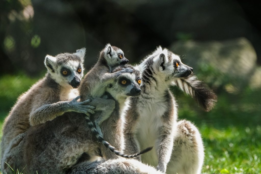 ring tailed lemur, lemur, group-6954076.jpg